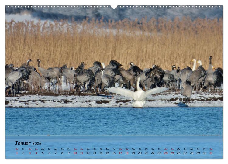 Produktbild: Faszination Zugv&ouml;gel - Rekorde in der Vogelwelt (Wandkalender 2026 DIN A2 quer), CALVENDO Monatskalender