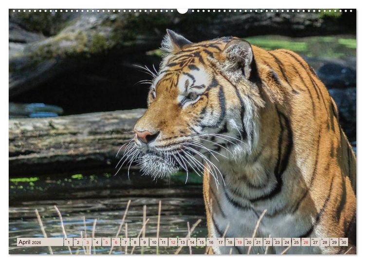 Produktbild: Tiger. Gestreift, wild u. sch&ouml;n (hochwertiger Premium Wandkalender 2026 DIN A2 quer), Kunstdruck in Hochglanz