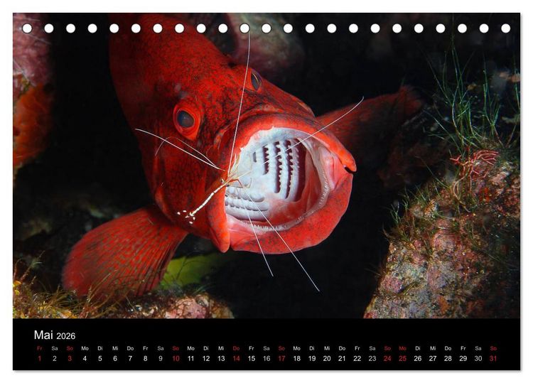 Produktbild: Unterwasser (Tischkalender 2026 DIN A5 quer), CALVENDO Monatskalender
