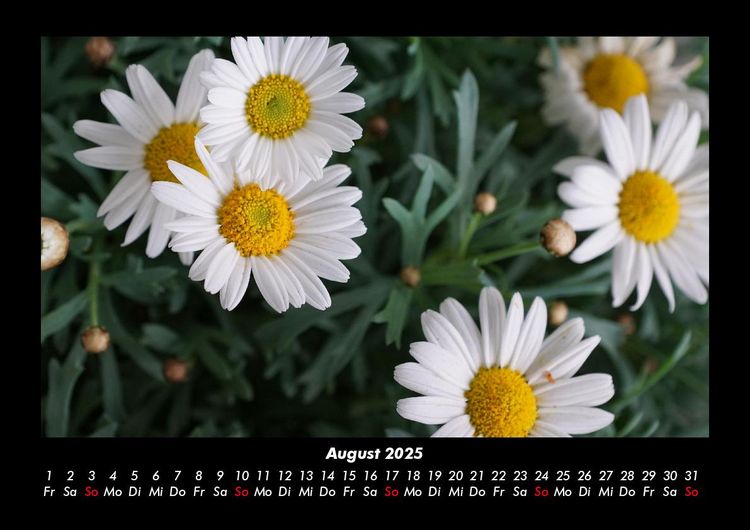 Produktbild: Blumenzauber 2025 Fotokalender DIN A3