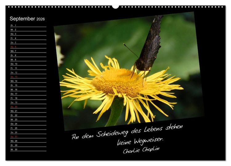 Produktbild: Gelbe Lebensfreude (Wandkalender 2026 DIN A2 quer), CALVENDO Monatskalender
