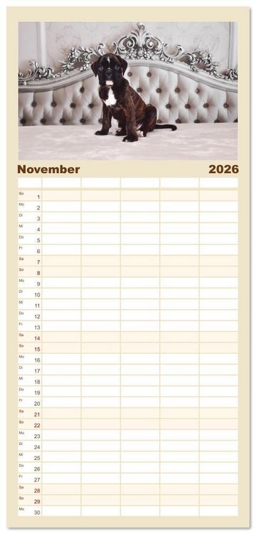 Produktbild: Familienplaner 2026 - Boxer Welpen einfach zuckers&uuml;&szlig; mit 5 Spalten (Wandkalender, 21 x 45 cm) CALVENDO
