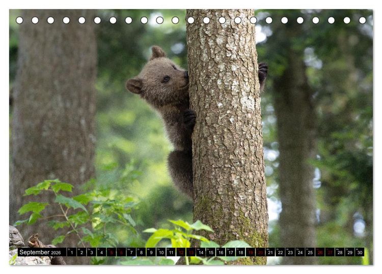 Produktbild: Lautlos in den W&auml;ldern Sloweniens (Tischkalender 2026 DIN A5 quer), CALVENDO Monatskalender