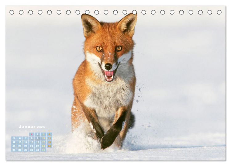 Produktbild: Der Fuchs: Kluger J&auml;ger (Tischkalender 2026 DIN A5 quer), CALVENDO Monatskalender