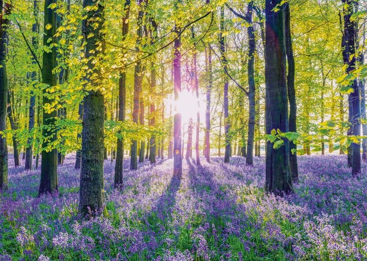 Produktbild: Zarte Glockenblumen im Wald - NEU