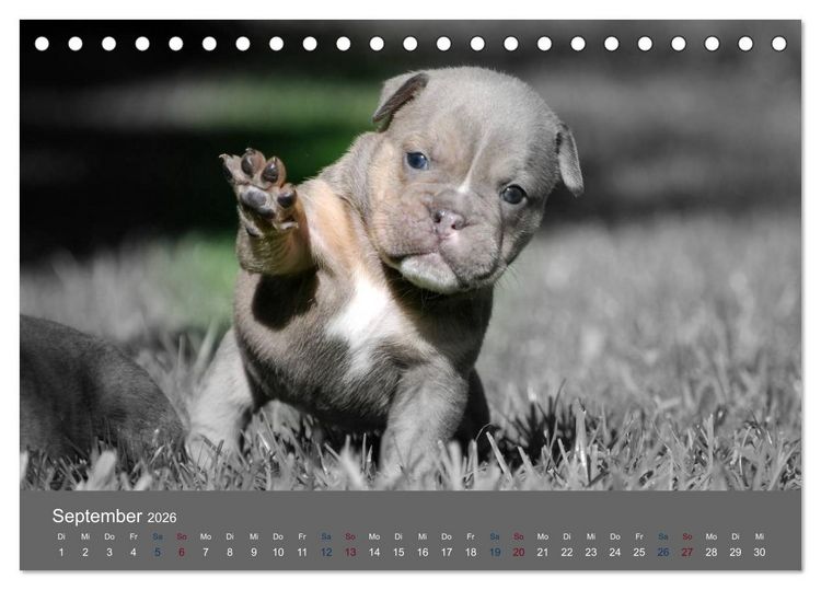 Produktbild: Bulldoggen-Zwerge (Tischkalender 2026 DIN A5 quer), CALVENDO Monatskalender
