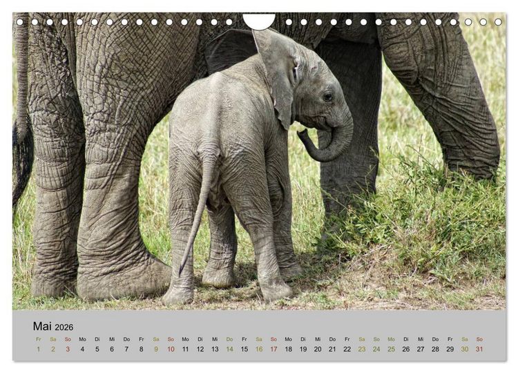 Produktbild: Safari Impressionen / Kenia (Wandkalender 2026 DIN A4 quer), CALVENDO Monatskalender