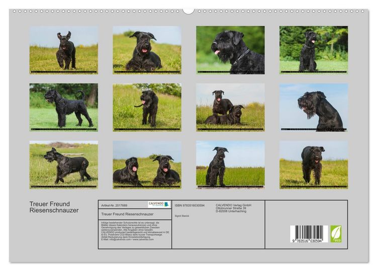 Produktbild: Treuer Freund Riesenschnauzer (hochwertiger Premium Wandkalender 2026 DIN A2 quer), Kunstdruck in Hochglanz