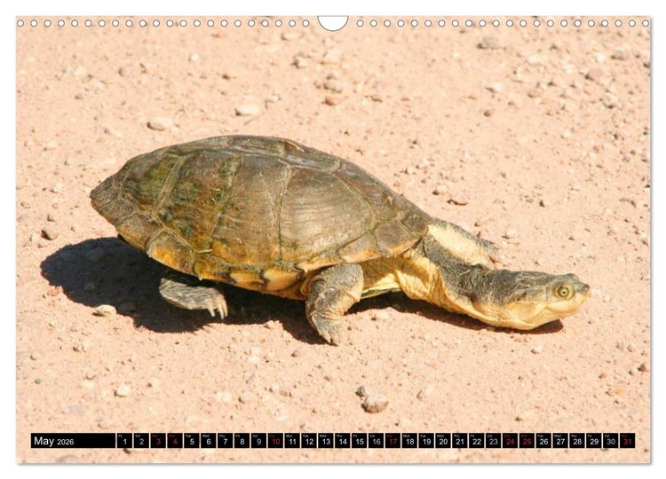 Produktbild: Turtles and Tortoises - Armored pacifists (Wall Calendar 2026 DIN A3 landscape), CALVENDO 12 Month Wall Calendar