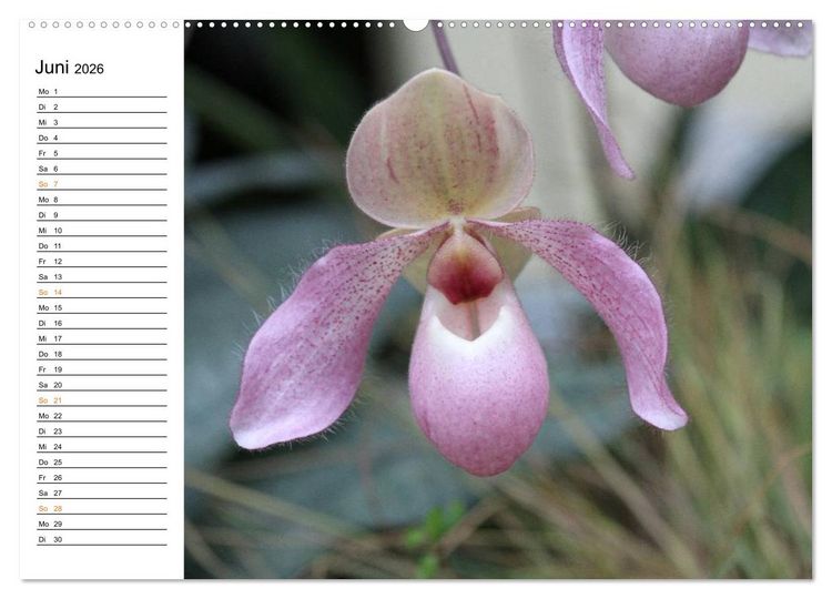 Produktbild: Prachtvolle Orchideen (Wandkalender 2026 DIN A2 quer), CALVENDO Monatskalender