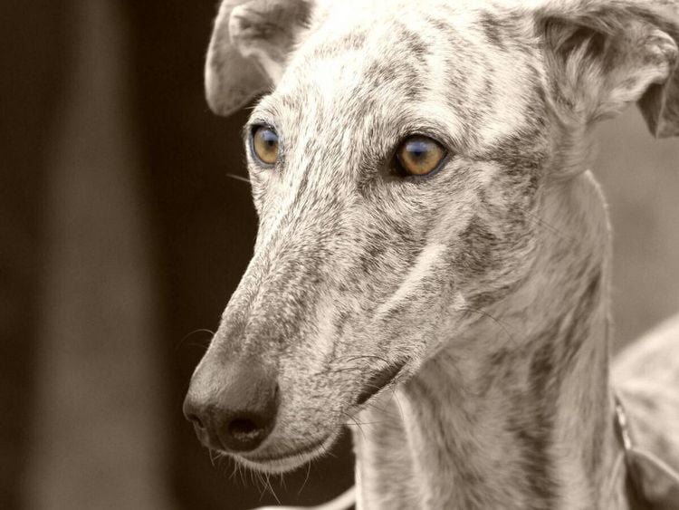 Produktbild: CALVENDO Puzzle Galgo Espa&ntilde;ol | 1000 Teile Lege-Gr&ouml;&szlig;e 64x48cm Foto-Puzzle f&uuml;r gl&uuml;ckliche Stunden