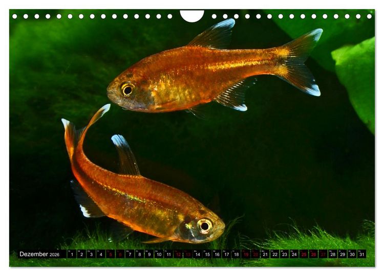 Produktbild: Beliebte Fische der Welt (Wandkalender 2026 DIN A4 quer), CALVENDO Monatskalender