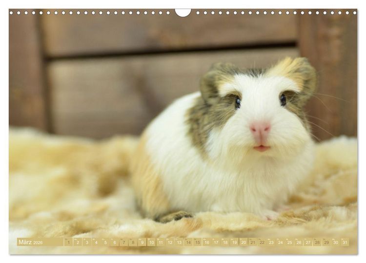 Produktbild: BABY Meerschweinchen Traumhaft s&uuml;&szlig; (Wandkalender 2026 DIN A3 quer), CALVENDO Monatskalender