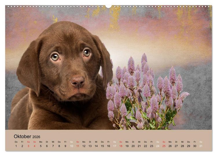 Produktbild: Labrador Retriever unsere Freunde (hochwertiger Premium Wandkalender 2026 DIN A2 quer), Kunstdruck in Hochglanz