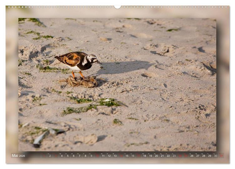 Produktbild: Baltrum - Ein Tag am Strand (hochwertiger Premium Wandkalender 2026 DIN A2 quer), Kunstdruck in Hochglanz