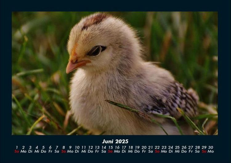 Produktbild: Welt der V&ouml;gel 2025 Fotokalender DIN A4