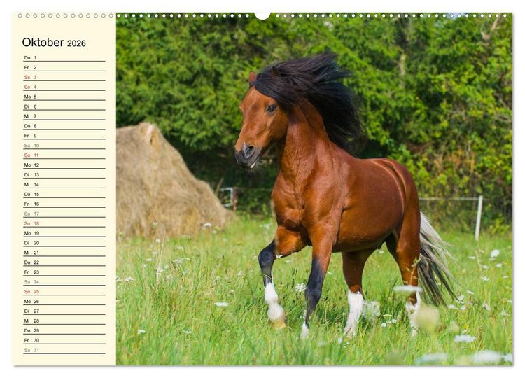 Produktbild: Welt der Pferde (Wandkalender 2026 DIN A2 quer), CALVENDO Monatskalender