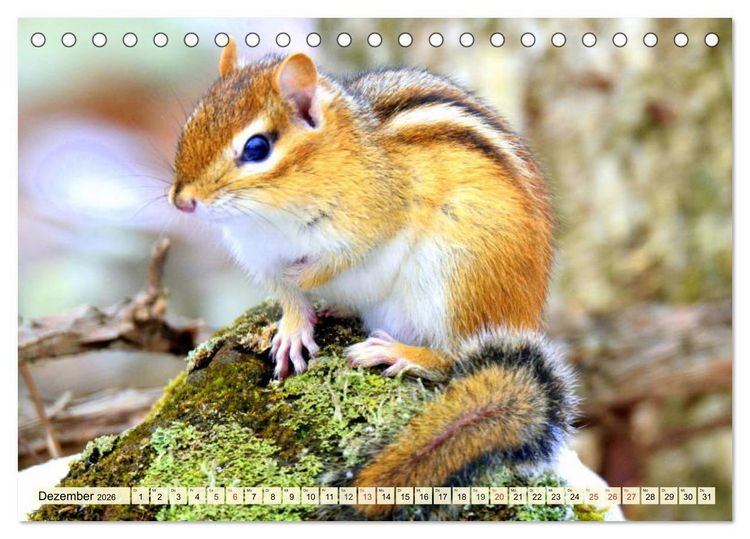 Produktbild: Nagetiere. Hamster, Kaninchen und Co. (Tischkalender 2026 DIN A5 quer), CALVENDO Monatskalender