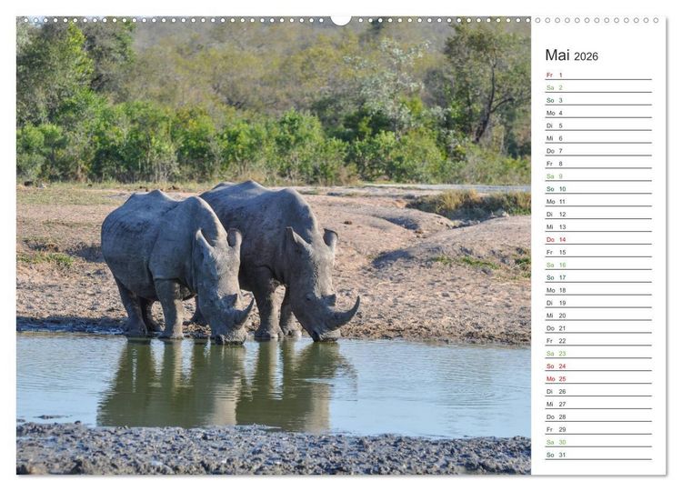 Produktbild: Nash&ouml;rner - Sanfte Riesen (hochwertiger Premium Wandkalender 2026 DIN A2 quer), Kunstdruck in Hochglanz