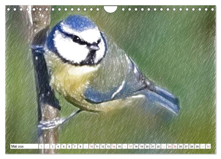 Produktbild: Schottlands Vogelwelt - Ein Portr&auml;t in Zeichnungen (Wandkalender 2026 DIN A4 quer), CALVENDO Monatskalender