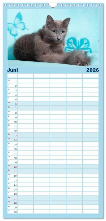 Produktbild: Familienplaner 2026 - Nebelung Katzen mit 5 Spalten (Wandkalender, 21 x 45 cm) CALVENDO