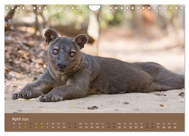 Produktbild: Madagaskars wundersame Tierwelt (Wandkalender 2026 DIN A4 quer), CALVENDO Monatskalender