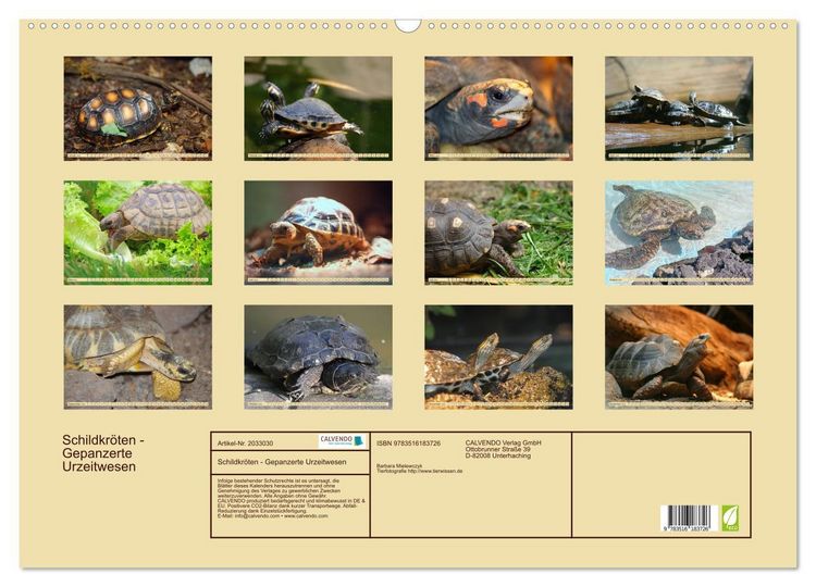 Produktbild: Schildkr&ouml;ten - Gepanzerte Urzeitwesen (Wandkalender 2026 DIN A2 quer), CALVENDO Monatskalender