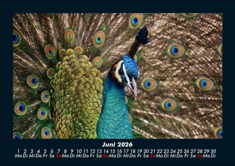 Produktbild: Vogelparadies 2026 Fotokalender DIN A5