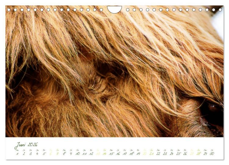Produktbild: Das Hochlandrind (Wandkalender 2026 DIN A4 quer), CALVENDO Monatskalender