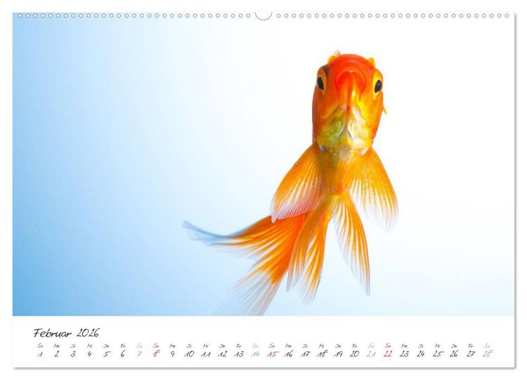 Produktbild: Goldy - mein Goldfisch (hochwertiger Premium Wandkalender 2026 DIN A2 quer), Kunstdruck in Hochglanz