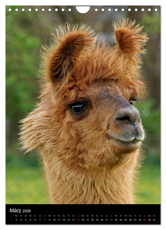 Produktbild: LAMAS (Wandkalender 2026 DIN A4 hoch), CALVENDO Monatskalender