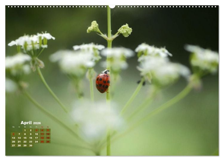 Produktbild: Klein aber oho. Die bunte Welt der Insekten (hochwertiger Premium Wandkalender 2026 DIN A2 quer), Kunstdruck in Hochglanz