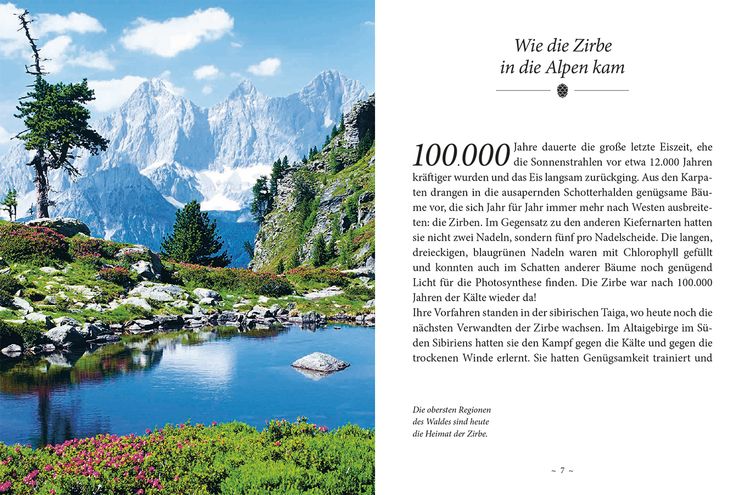 Das kleine Buch: Das Geheimnis der Zirbe
