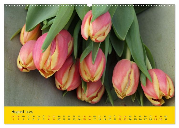 Produktbild: Tulpentraum (Wandkalender 2026 DIN A2 quer), CALVENDO Monatskalender