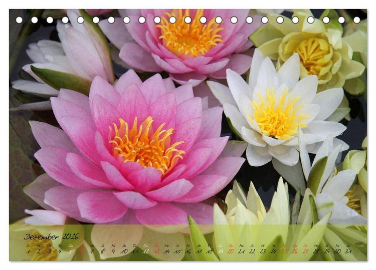 Produktbild: Bl&uuml;ten dicht an dicht (Tischkalender 2026 DIN A5 quer), CALVENDO Monatskalender