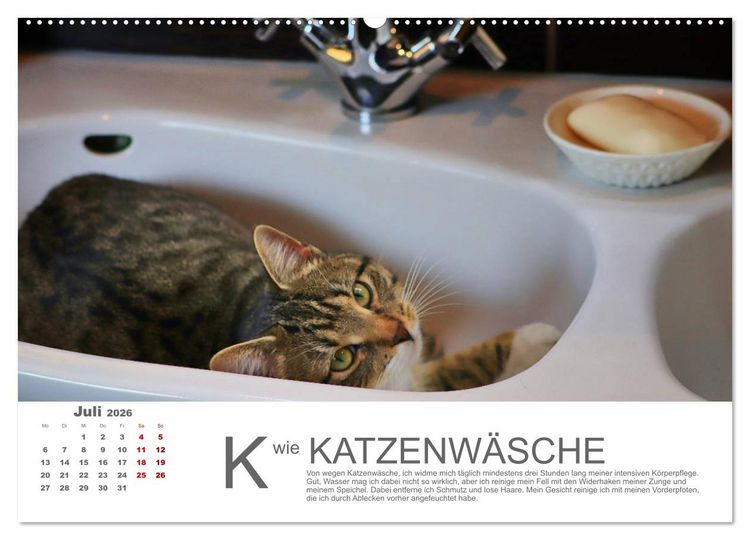 Produktbild: Katzen ABC (Wandkalender 2026 DIN A2 quer), CALVENDO Monatskalender