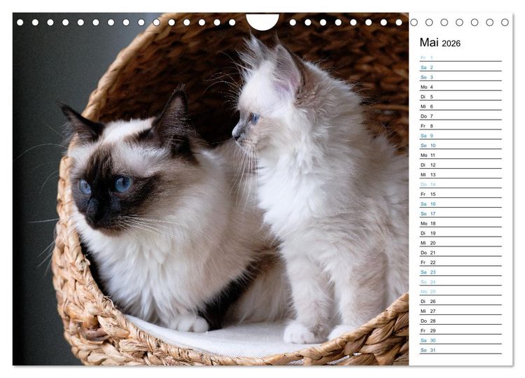 Produktbild: Heilige Birma Kitten mit Planer (Wandkalender 2026 DIN A4 quer), CALVENDO Monatskalender