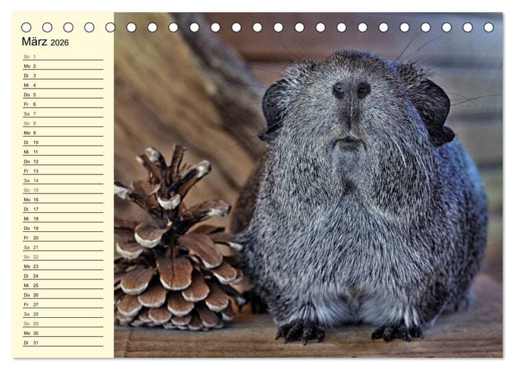 Produktbild: Meerschweinchen. Geliebte Nager (Tischkalender 2026 DIN A5 quer), CALVENDO Monatskalender