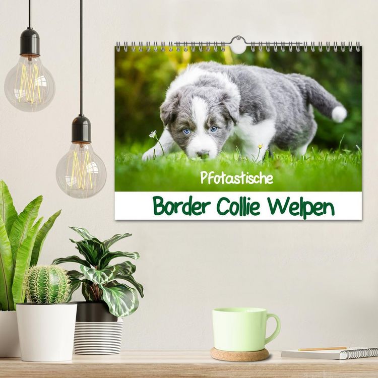 Produktbild: Pfotastische Border Collie Welpen (Wandkalender 2026 DIN A4 quer), CALVENDO Monatskalender