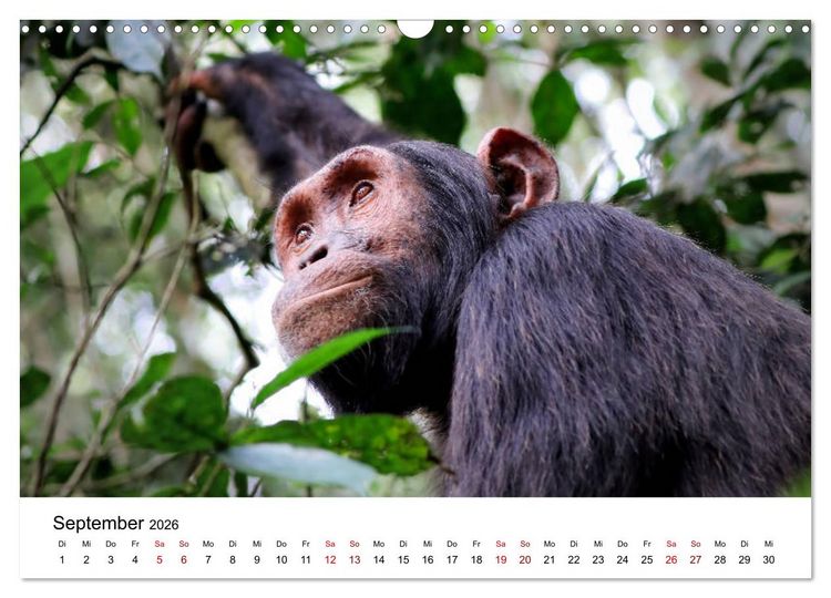 Produktbild: UGANDA - Berggorillas & Chimps (Wandkalender 2026 DIN A3 quer), CALVENDO Monatskalender