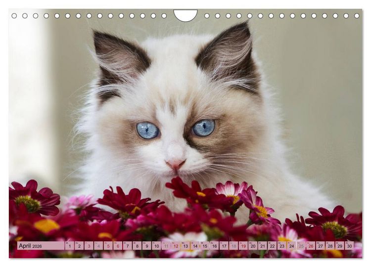 Produktbild: RAGDOLLS Impressionen aus der Kinderstube (Wandkalender 2026 DIN A4 quer), CALVENDO Monatskalender