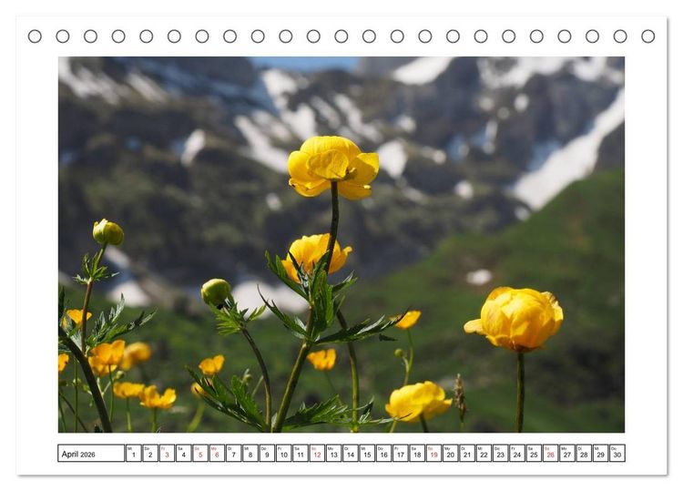 Produktbild: Alpenblumen. Bunte Welt in luftiger H&ouml;he (Tischkalender 2026 DIN A5 quer), CALVENDO Monatskalender