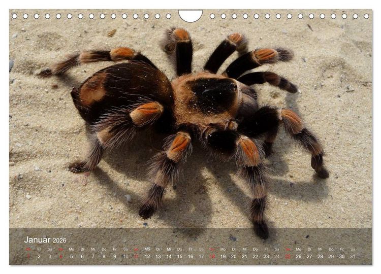 Produktbild: Faszination Spinnen (Wandkalender 2026 DIN A4 quer), CALVENDO Monatskalender