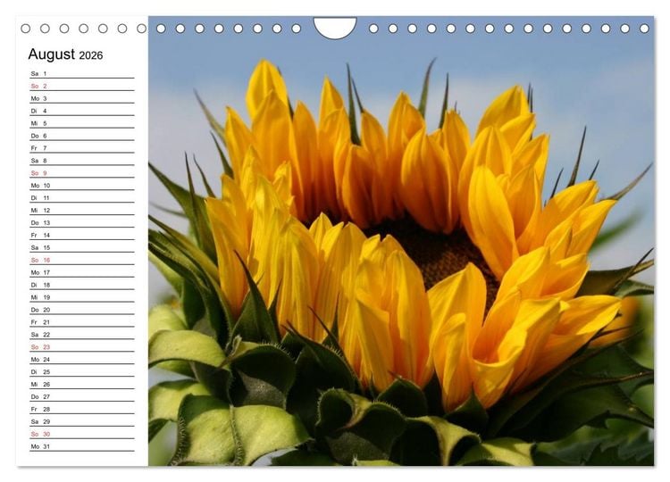 Produktbild: Sonnenblumen Impressionen (Wandkalender 2026 DIN A4 quer), CALVENDO Monatskalender
