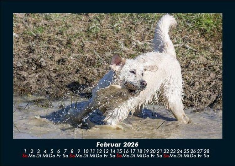 Produktbild: Hundezauber 2026 Fotokalender DIN A5