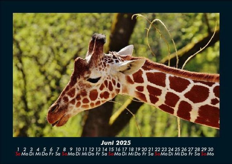 Produktbild: Giraffen 2025 Fotokalender DIN A5