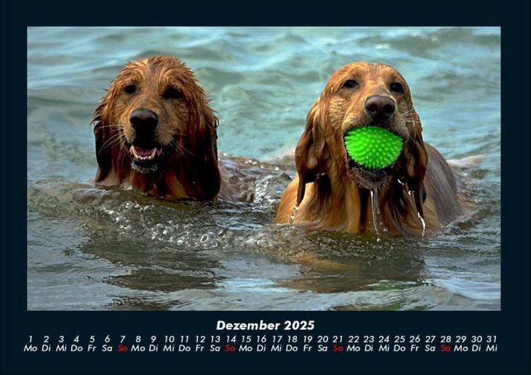 Produktbild: Hundezauber 2025 Fotokalender DIN A4