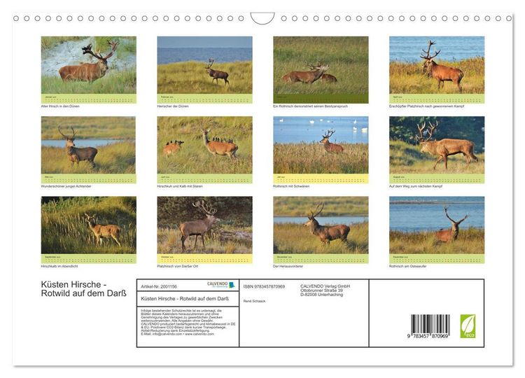Produktbild: K&uuml;sten Hirsche - Rotwild auf dem Dar&szlig; (Wandkalender 2026 DIN A3 quer), CALVENDO Monatskalender