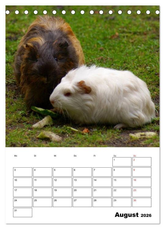 Produktbild: Meerschweinchen Terminplaner (Tischkalender 2026 DIN A5 hoch), CALVENDO Monatskalender