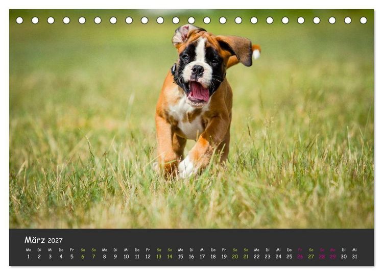 Produktbild: Wenn ich gro&szlig; bin werd' ich Boxer (Tischkalender 2027 DIN A5 quer), CALVENDO Monatskalender